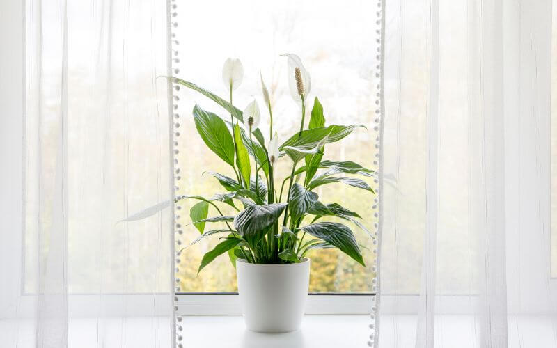 2 Peace Lily