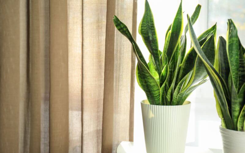 8 Snake Plant