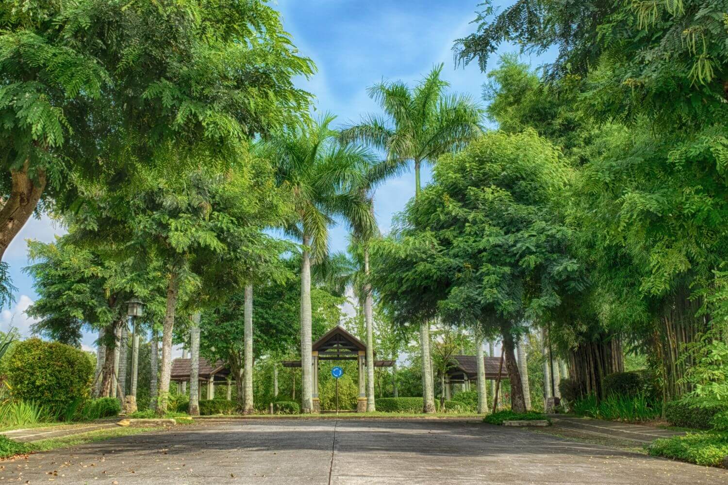 Pramana Residential Park Tree lined Road
