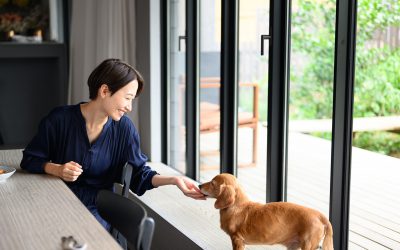 Top 7 Tips For Taking Care Of Your Pet Inside Your Subdivision In Laguna