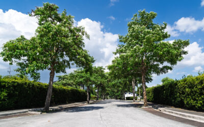 Why Laguna Subdivisions Are Ideal for Active Retirees